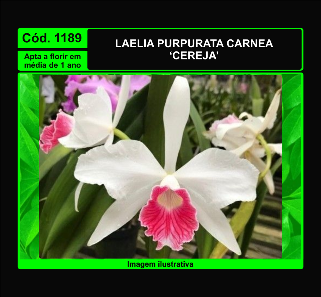 LAELIA PURPURATA CARNEA CEREJA PRÉ ADULTA 1189