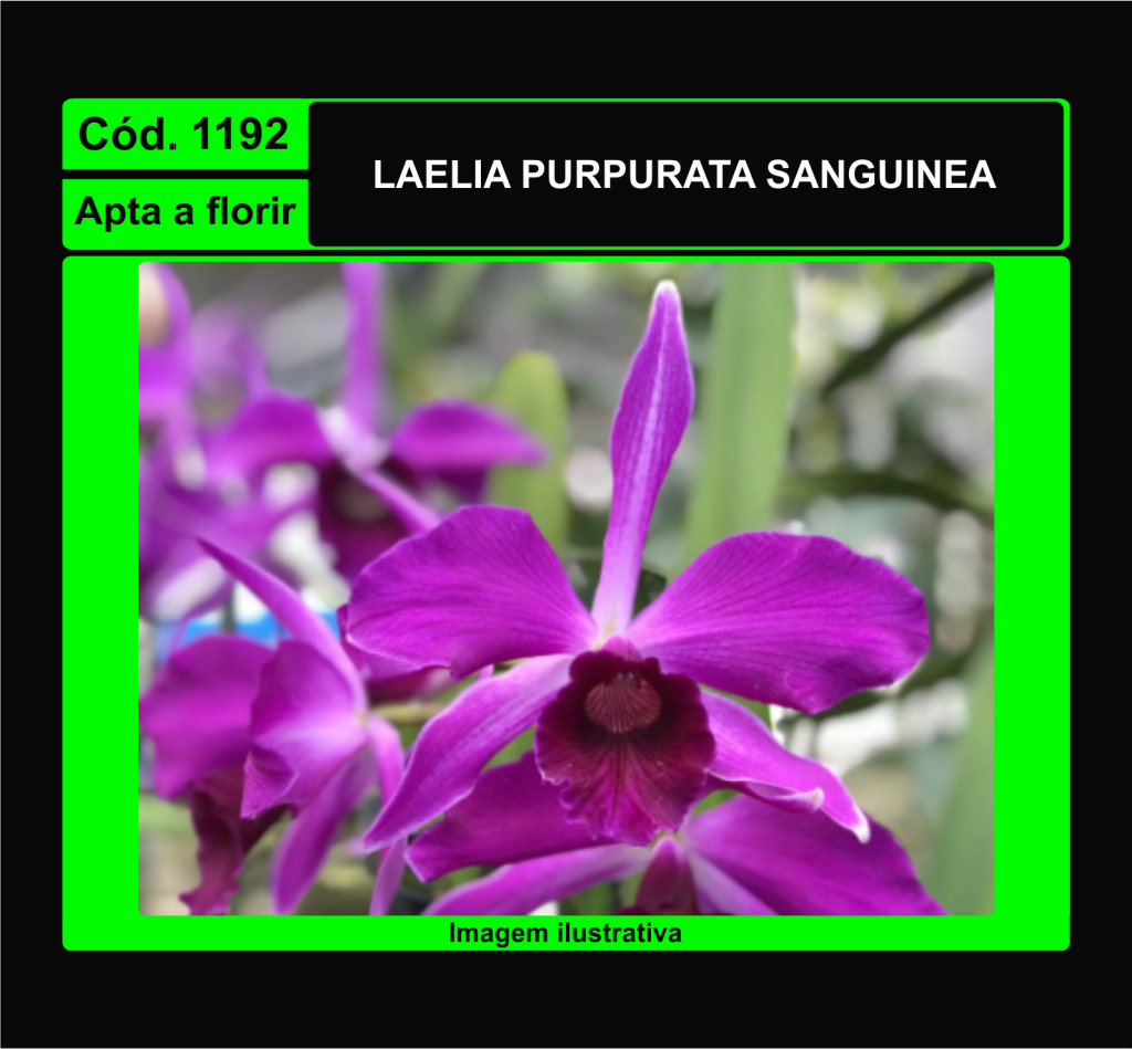 LAELIA PURPURATA SANGUINEA 1192