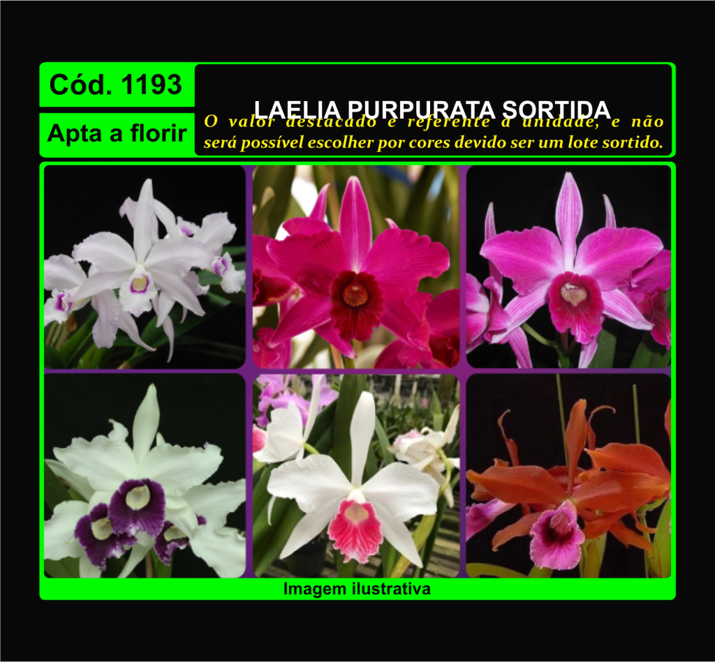 LAELIA PURPURATA SORTIDA 1193