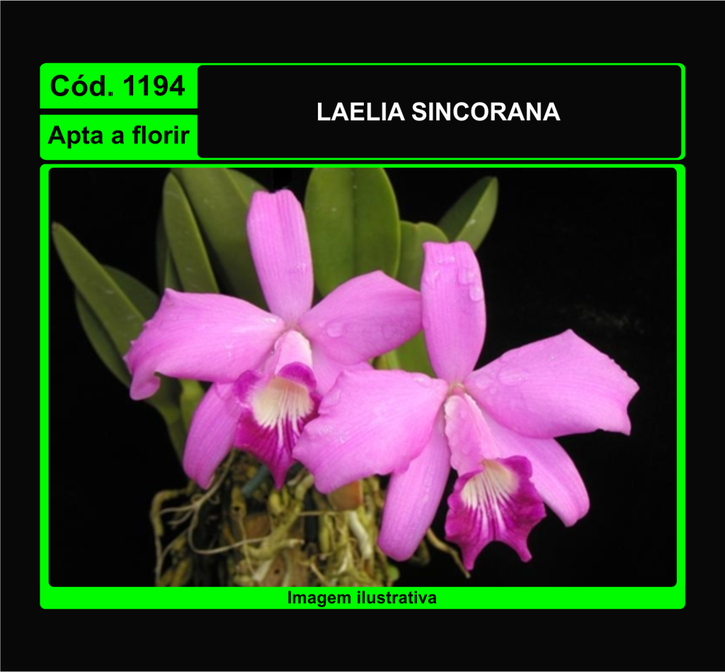 LAELIA SINCORANA TC 1194