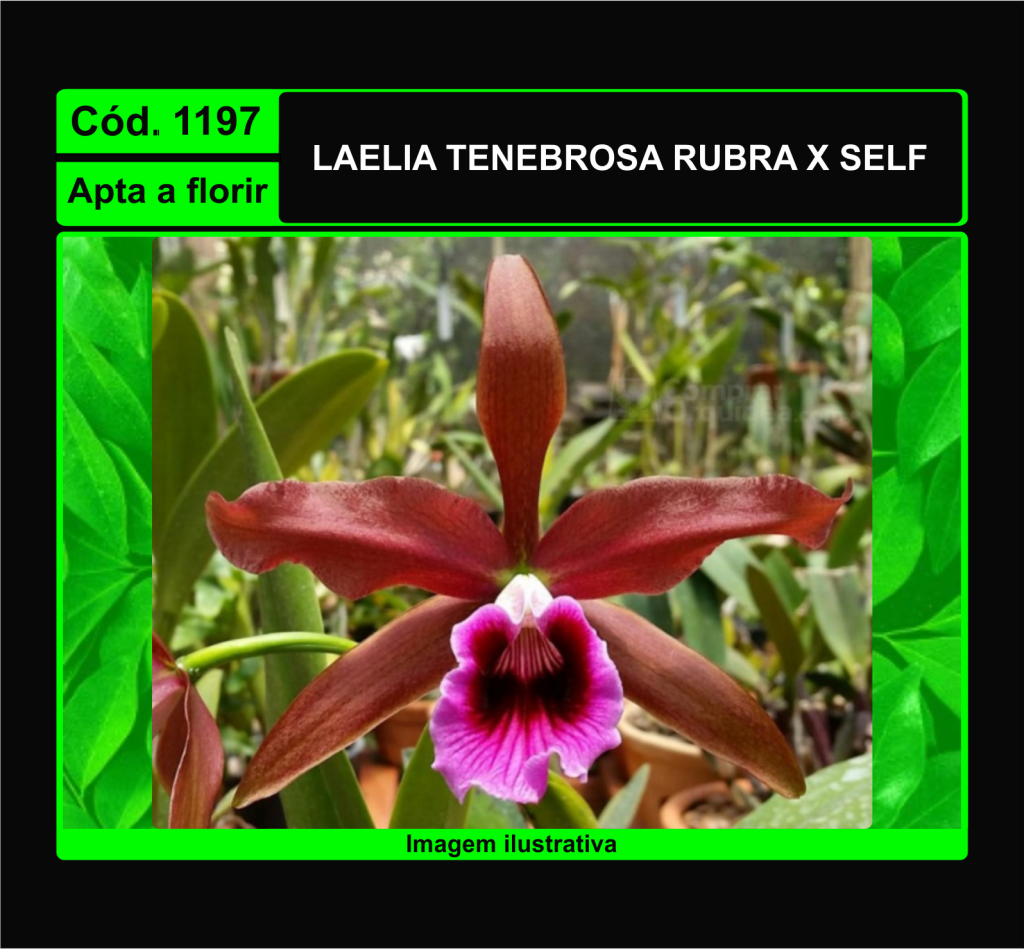 LAELIA TENEBROSA RUBRA X SELF 1197