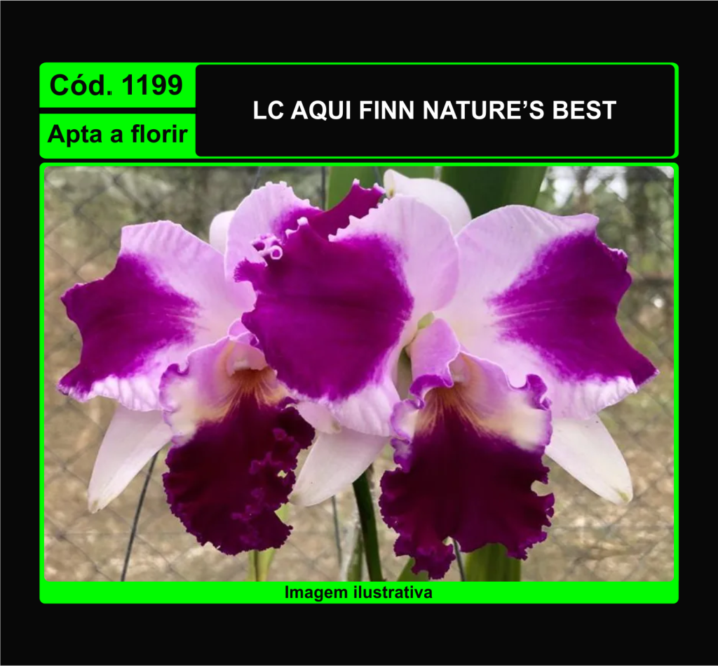 LC AQUI FINN NATURE S BEST 1199