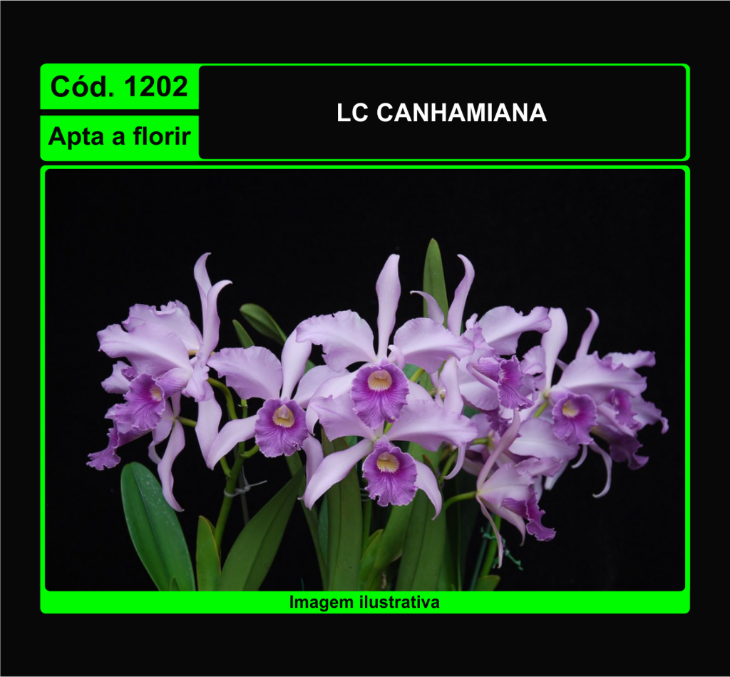 LC CANHAMIANA 1202