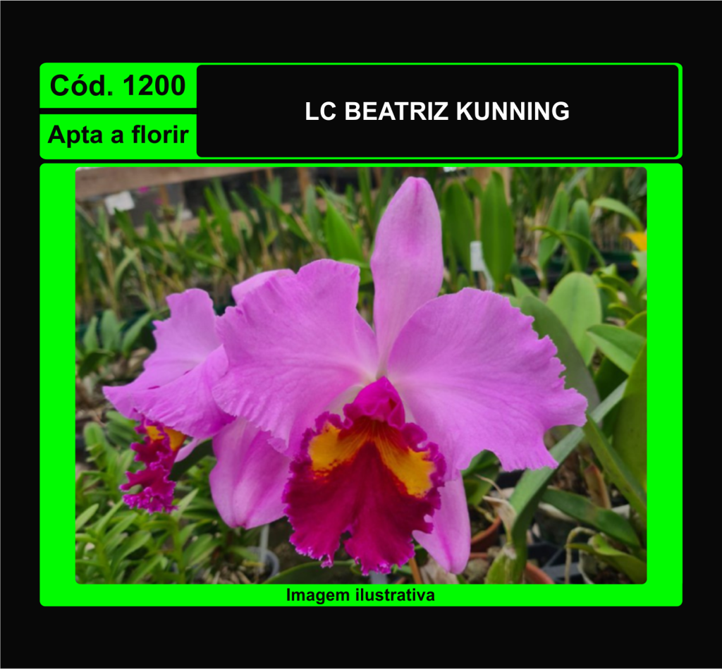 LC BEATRIZ KUNNING 1200