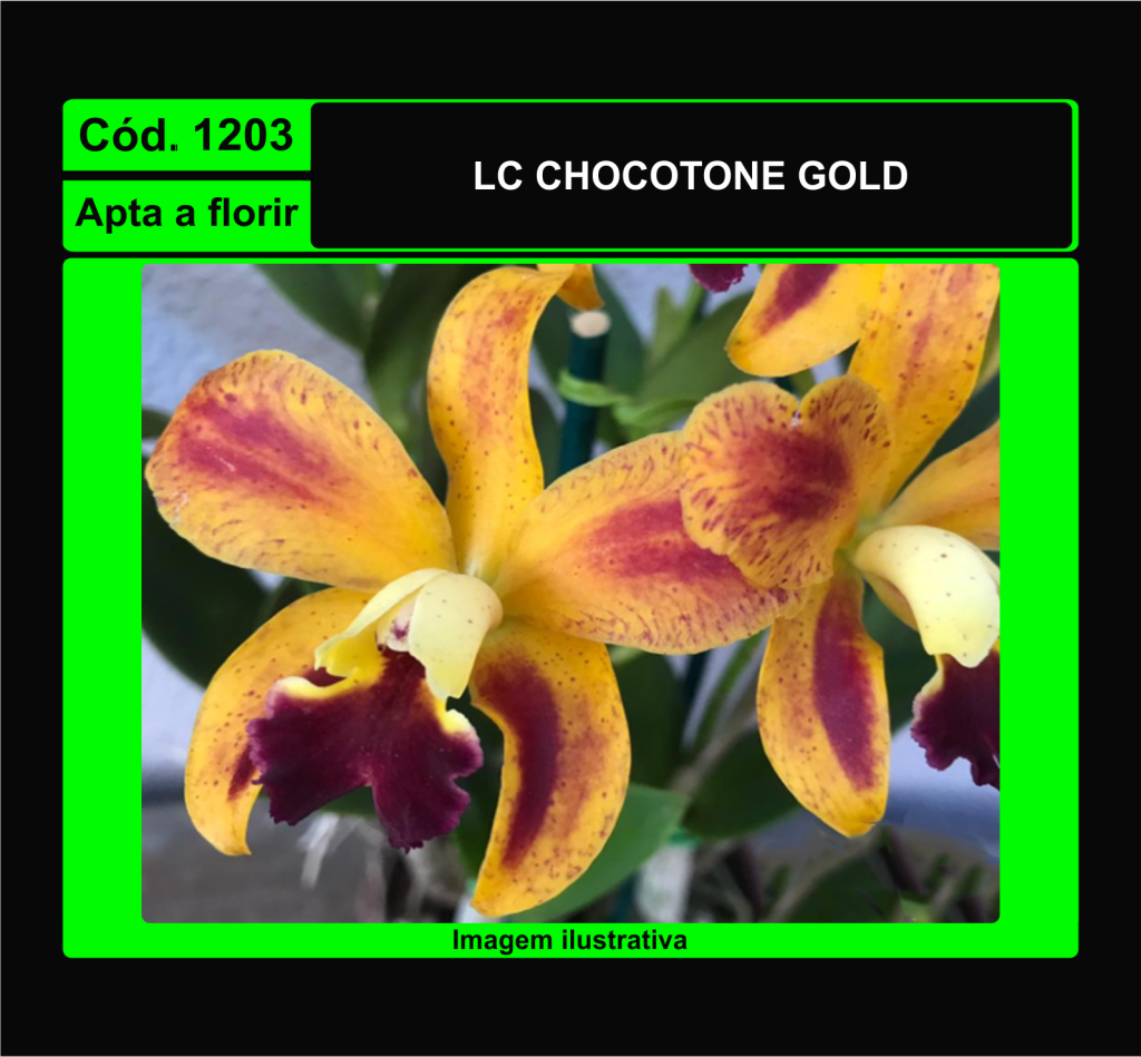 LC CHOCOTONE GOLD 1203