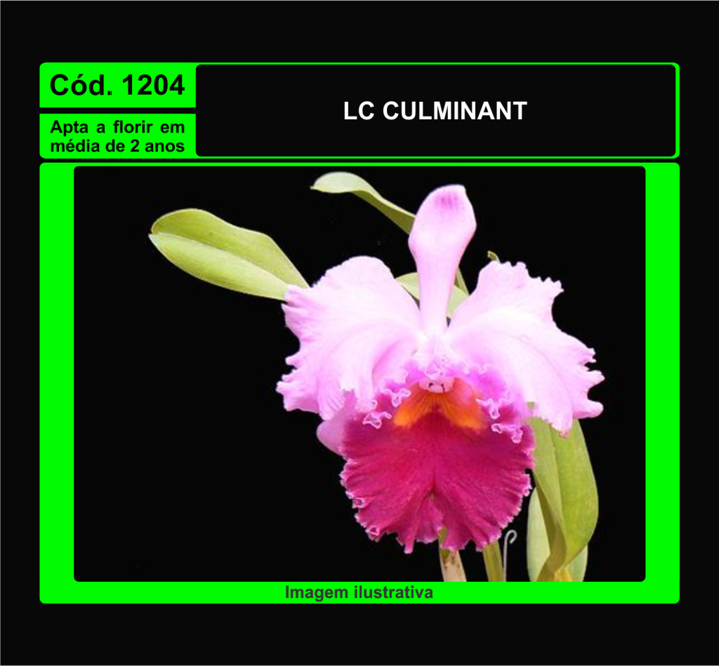 LC CULMINANT MUDA 1204