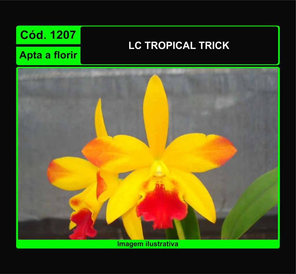 LC TROPICAL TRICK 1207