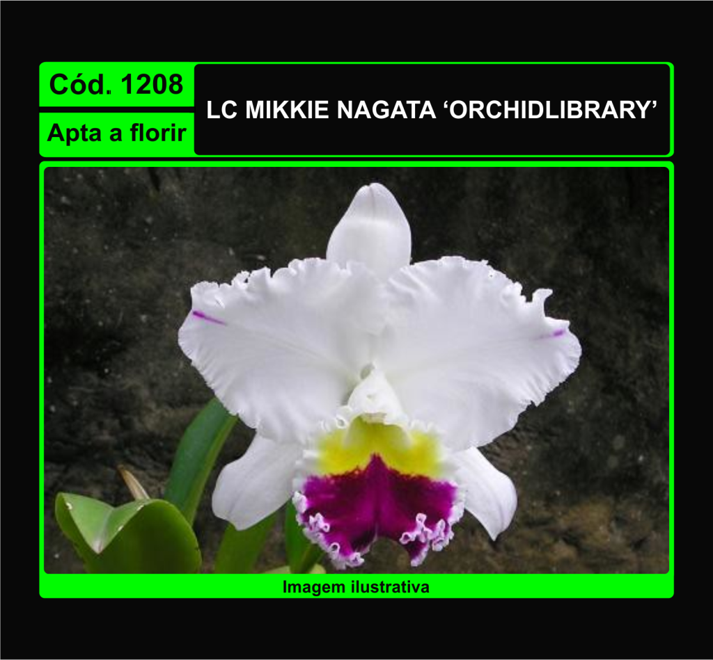 LC MIKKIE NAGATA ORCHIDLIBRARY 1208