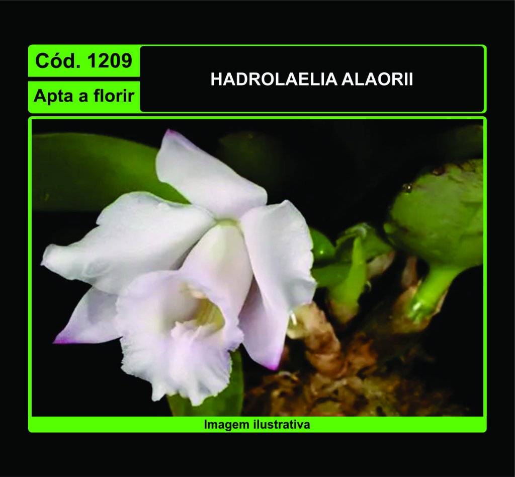 HADROLAELIA ALAORII 1209