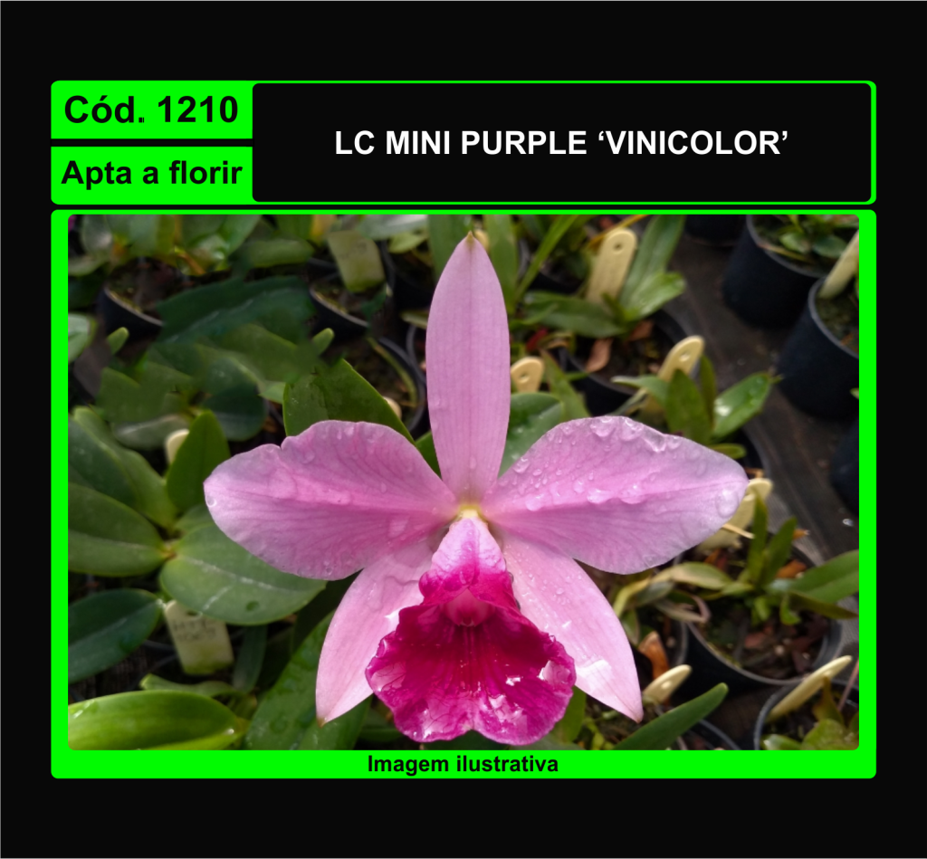 LC MINI PURPLE VINICOLOR 1210