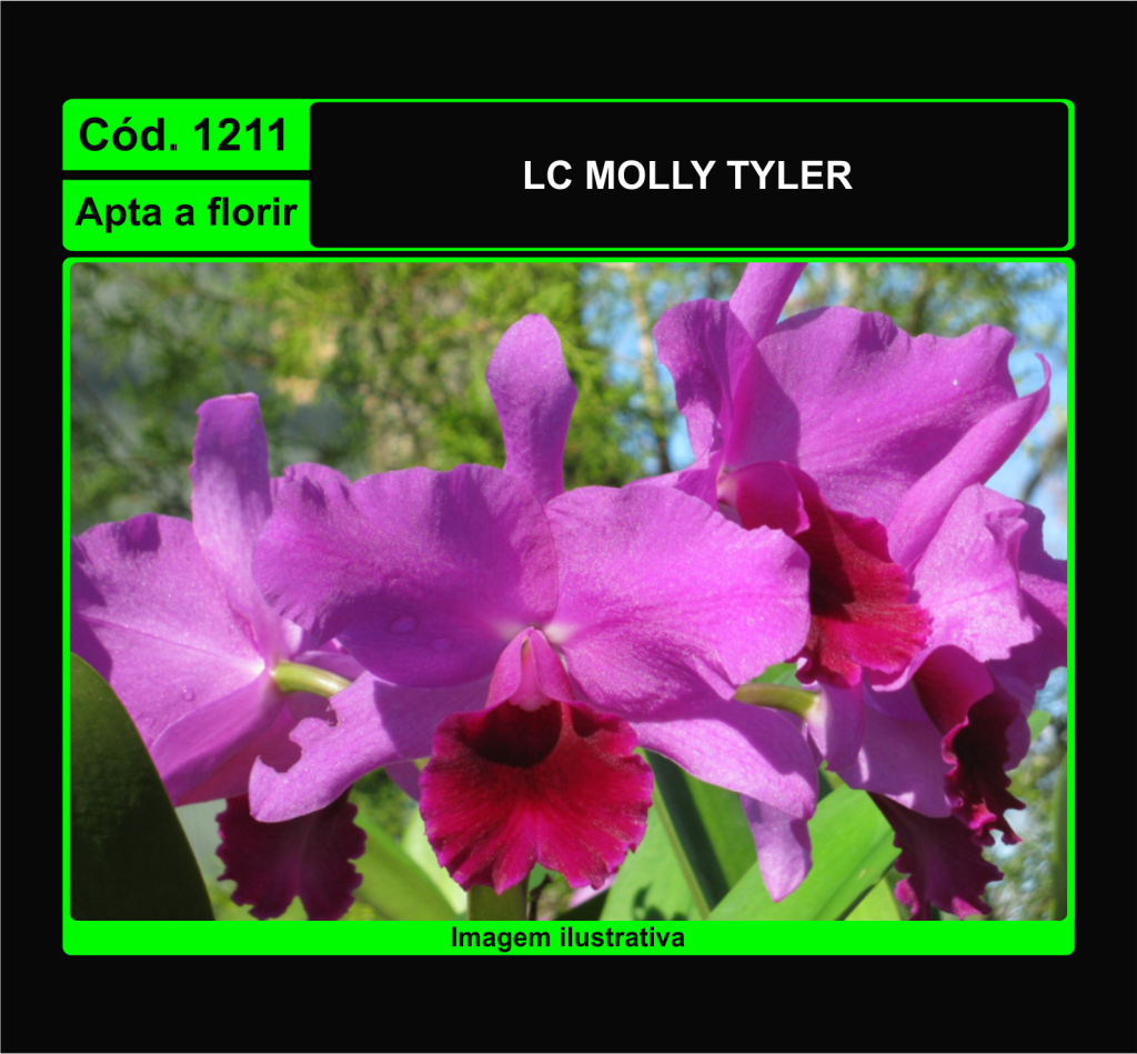 LC MOLLY TYLER 1211