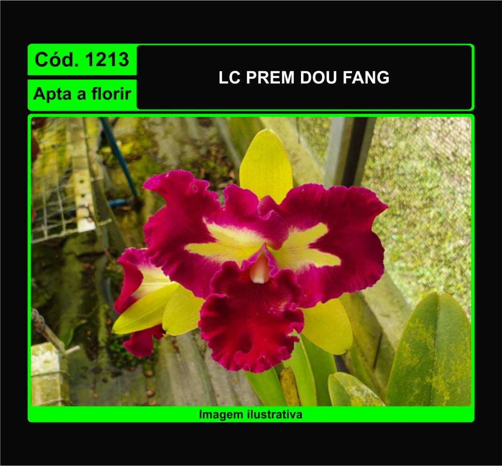 LC PREM DOU FANG 1213