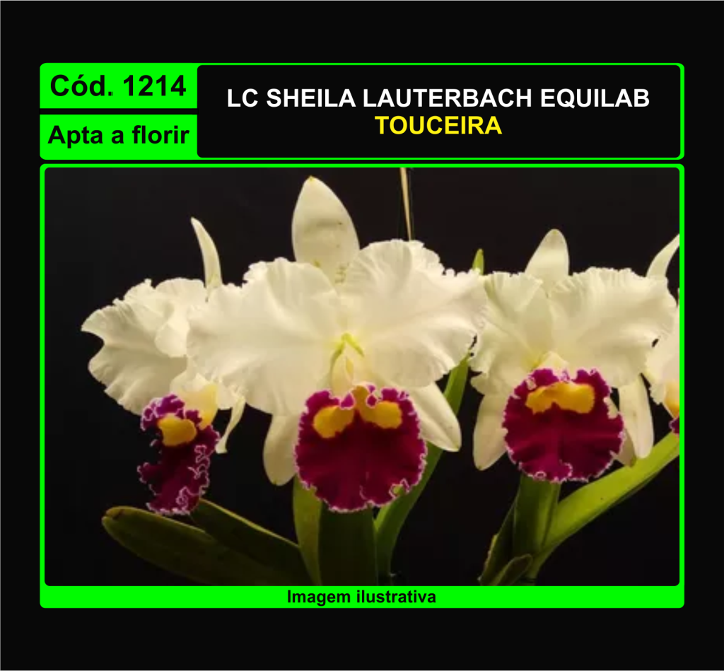 LC SHEILA LAUTERBACH EQUILAB GRANDE 1214