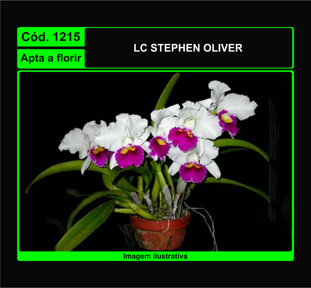LC STEPHEN OLIVER 1215