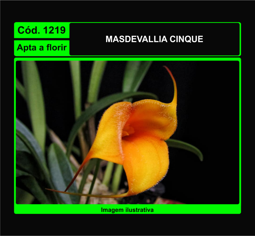 MASDEVALLIA CINQUE 1219