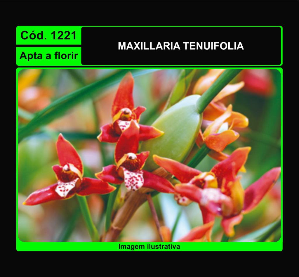 MAXILLARIA TENUIFOLIA 1221