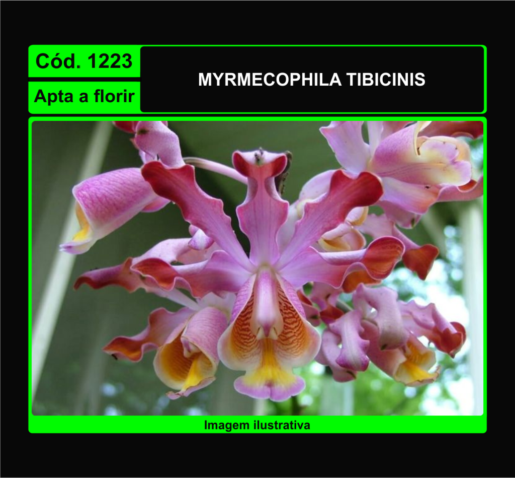 MYRMECOPHILA TIBICINIS 1223