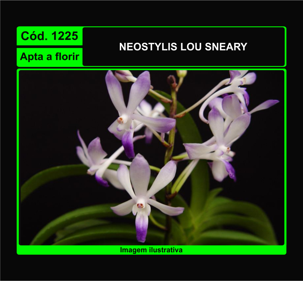 NEOSTYLIS LOU SNEARY 1225