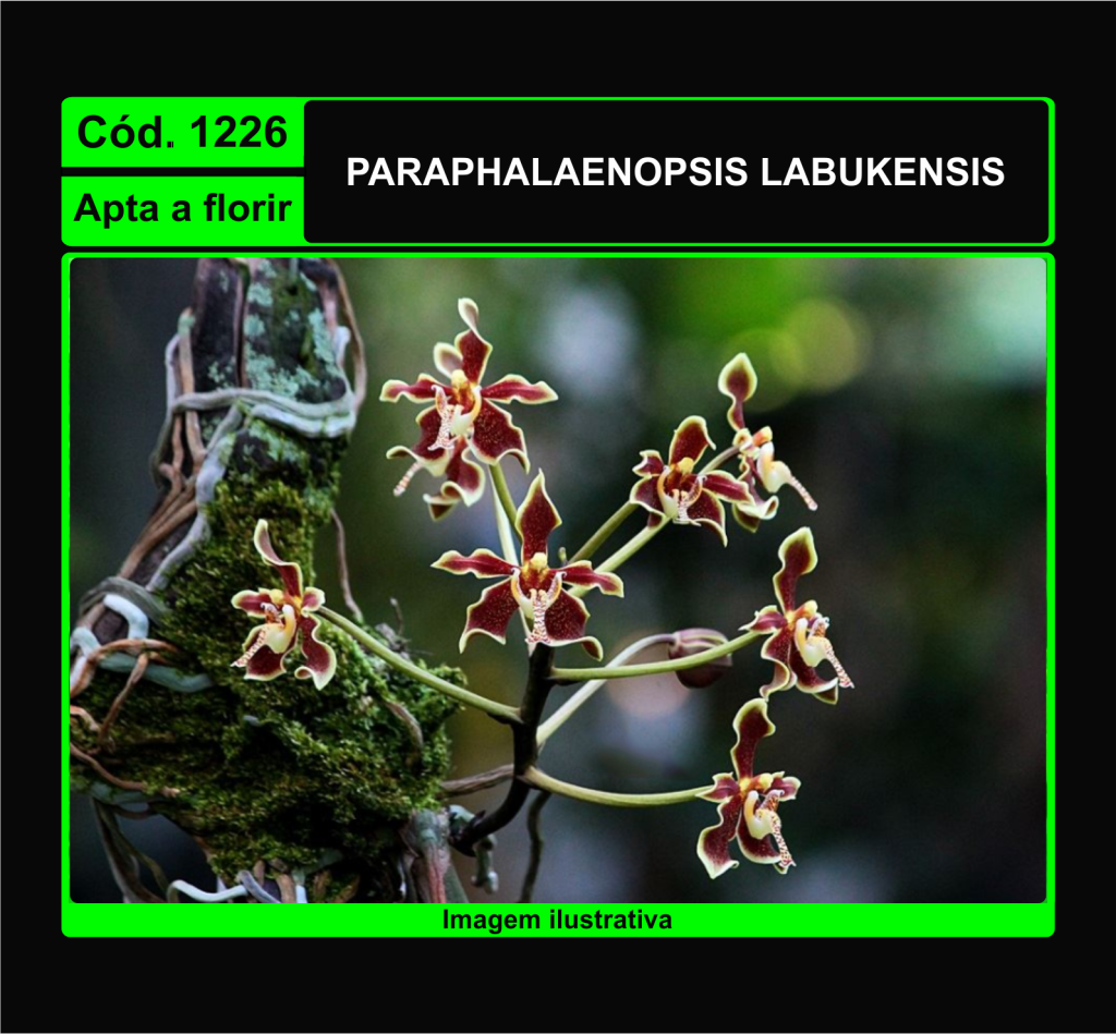 PARAPHALAENOPSIS LABUKENSIS TC 1226