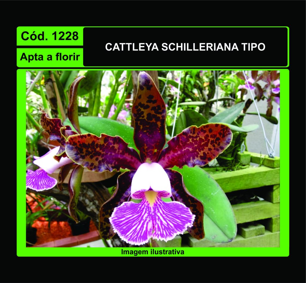 CATTLEYA SCHILLERIANA TP 1228