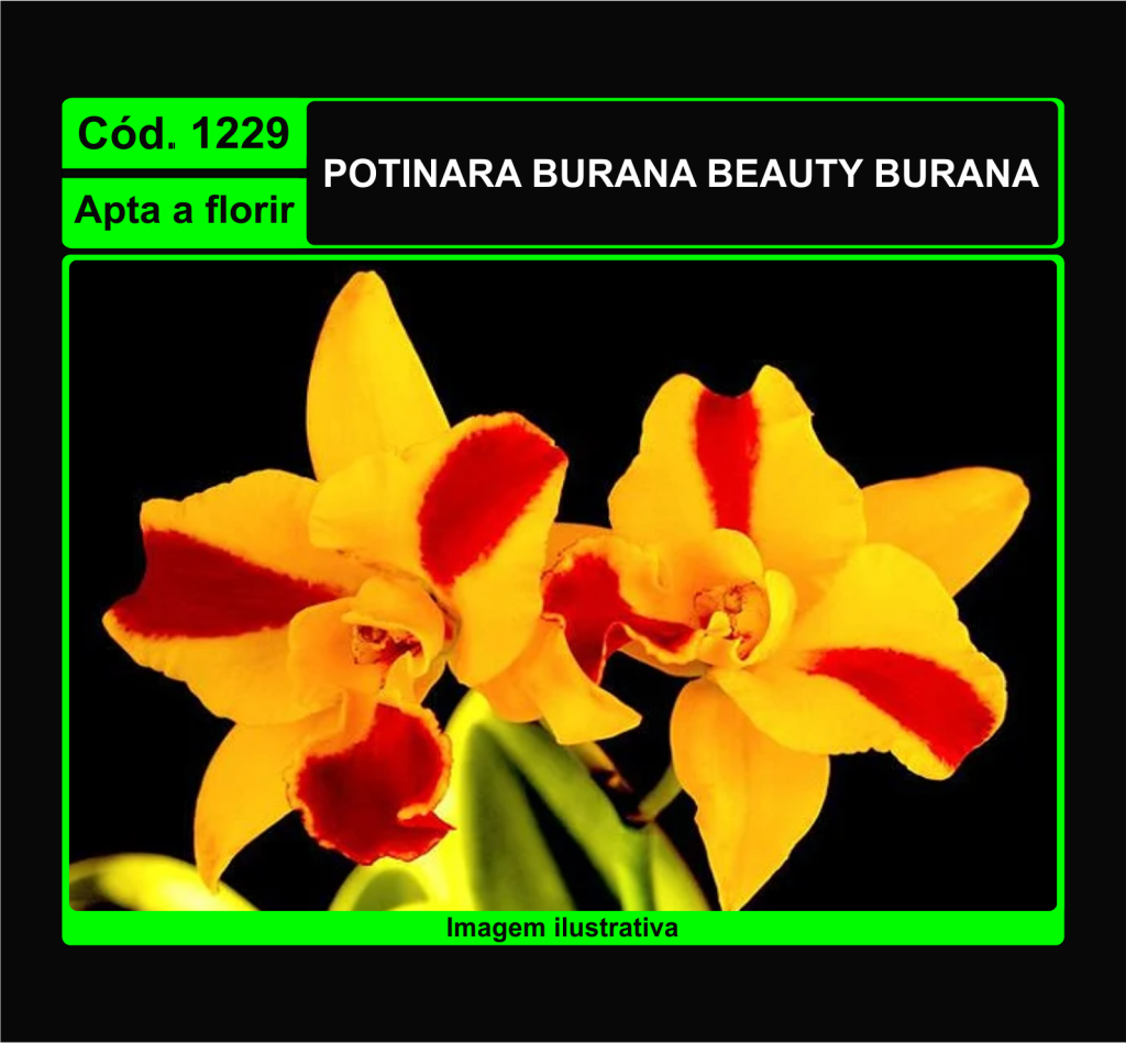 POTINARA BURANA BEAUTY BURANA 1229
