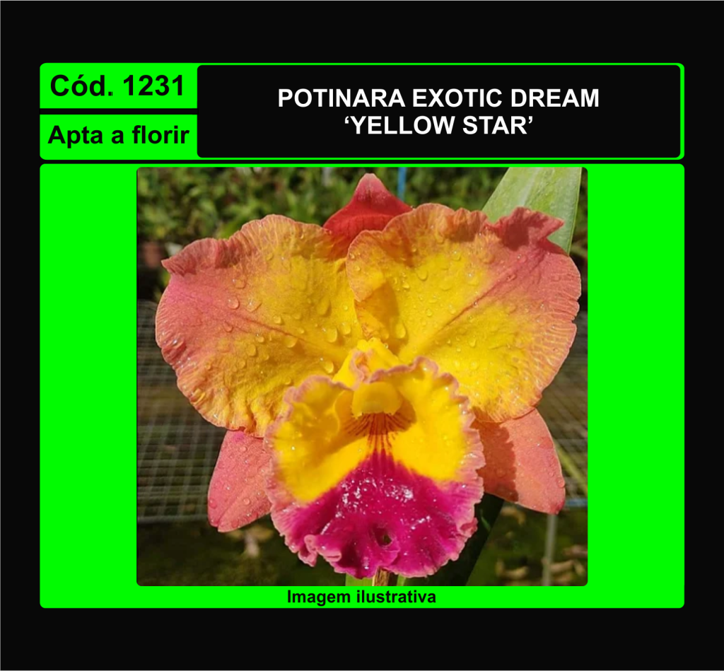 POTINARA EXOTIC DREAM YELLOW STAR 1231