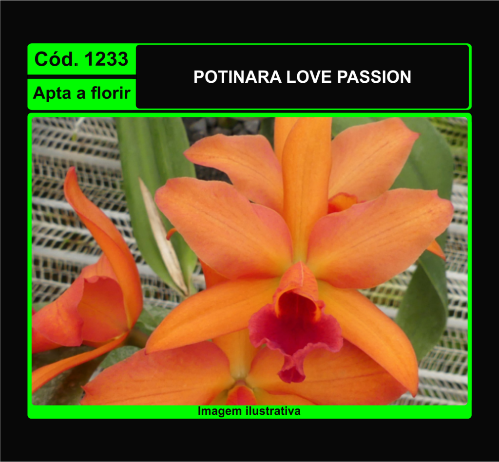 POTINARA LOVE PASSION 1233