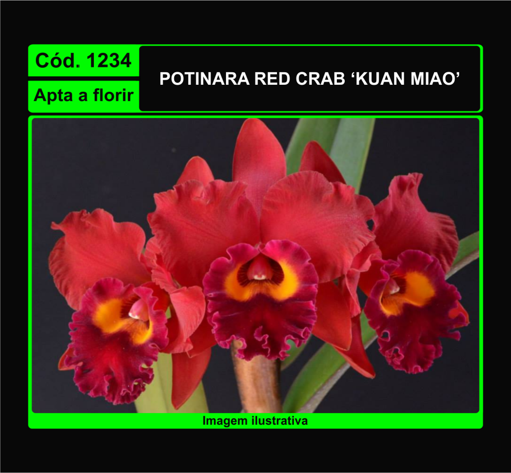POTINARA RED CRAB KUAN MIAO 1234