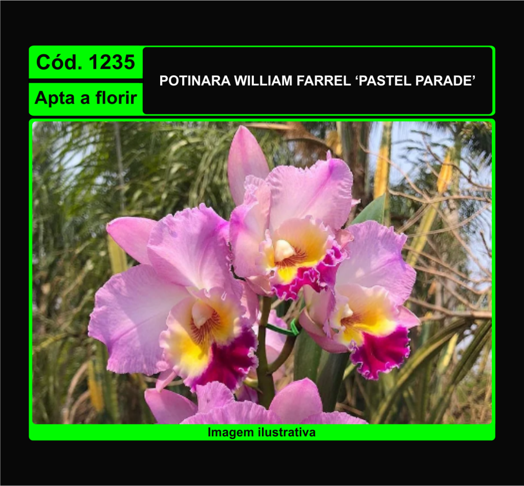 POTINARA WILLIAM FARREL PASTEL PARADE 1235