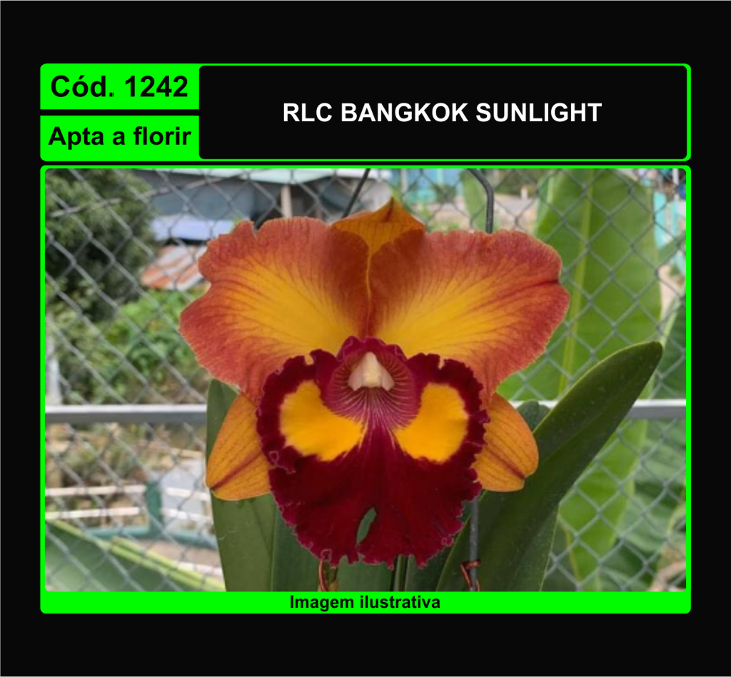 RLC BANGKOK SUNLIGHT 1242
