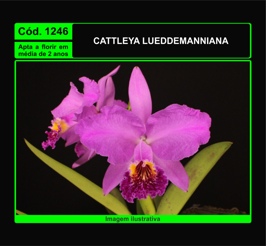 CATTLEYA LUEDDEMANNIANA MUDA 1246