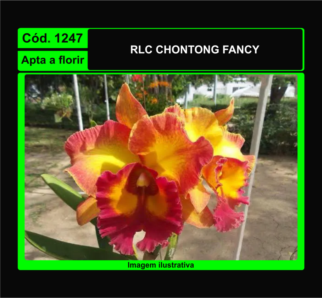 RLC CHONTONG FANCY 1247