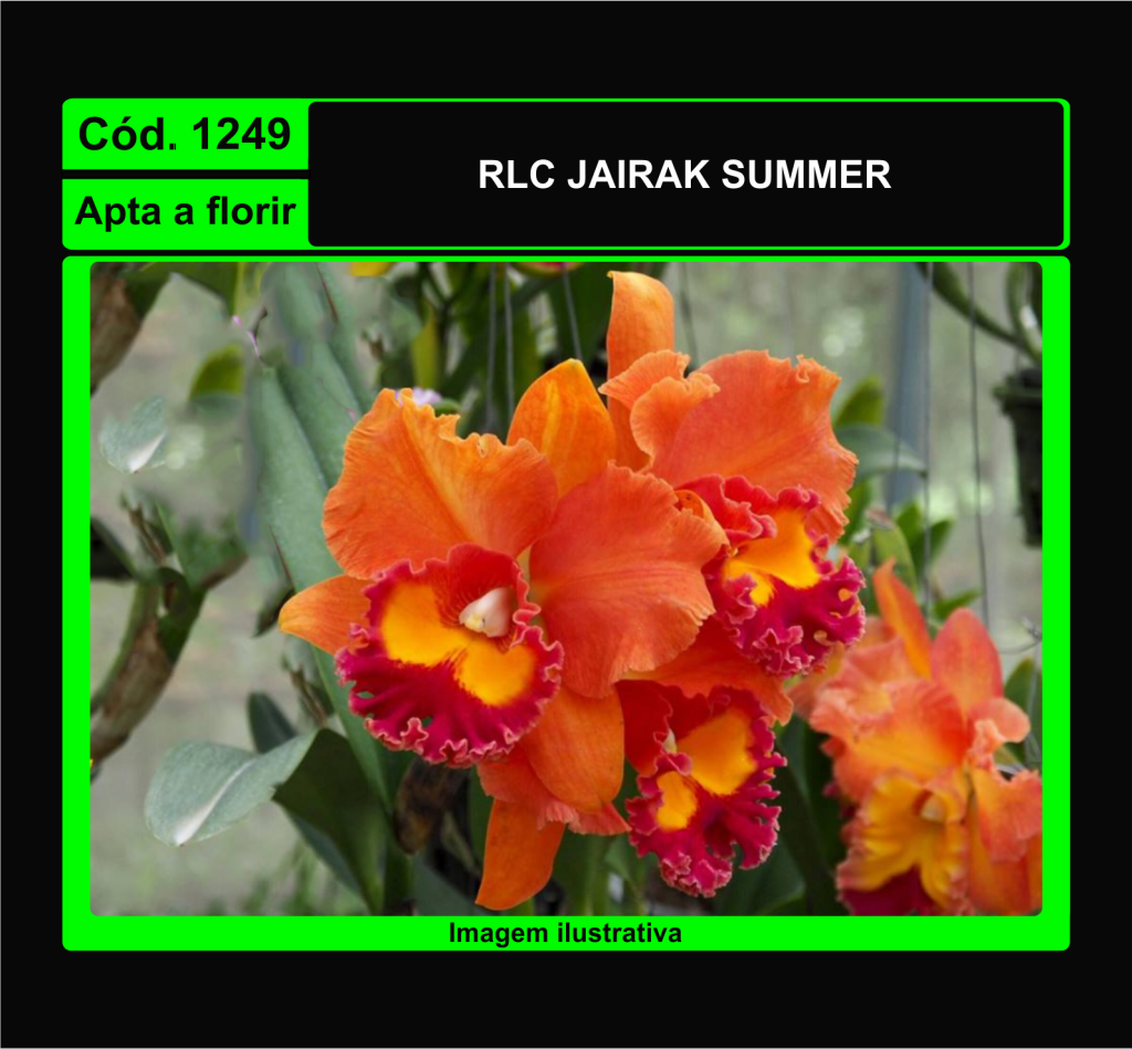 RLC JAIRAK SUMMER 1249