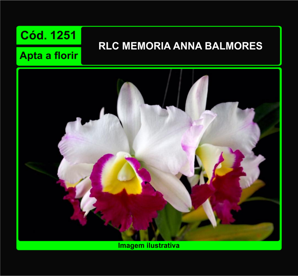 RLC MEMORIA ANNA BALMORES 1251