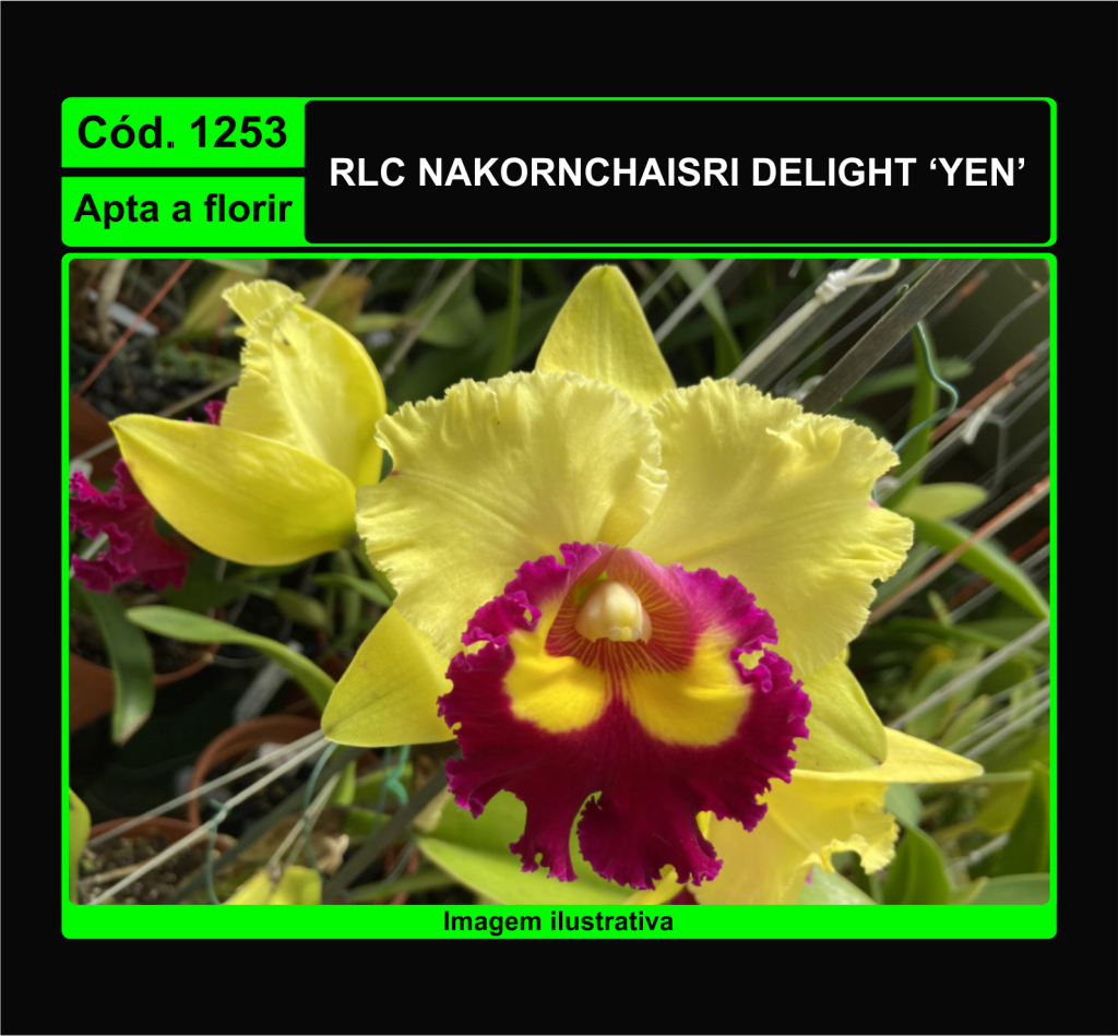 RLC NAKORNCHAISRI DELIGHT YEN 1253
