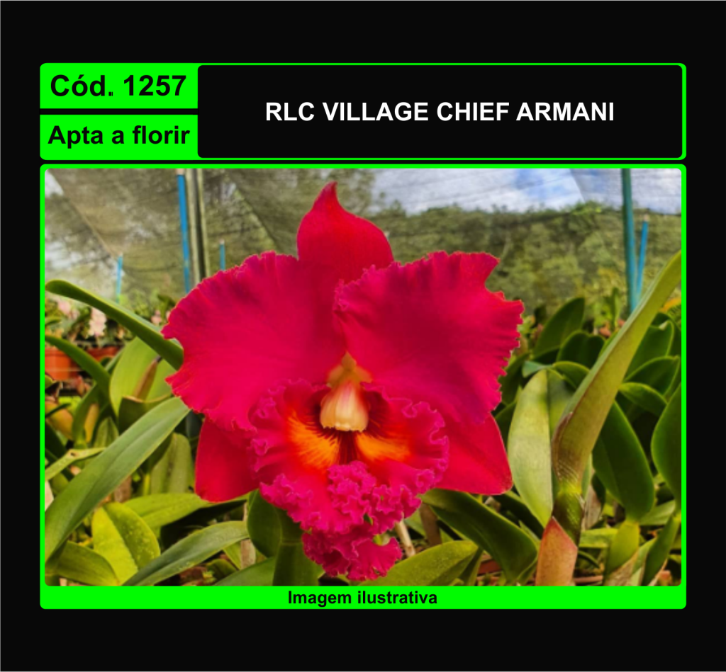 RLC VILLAGE CHIEF ARMANI 1257