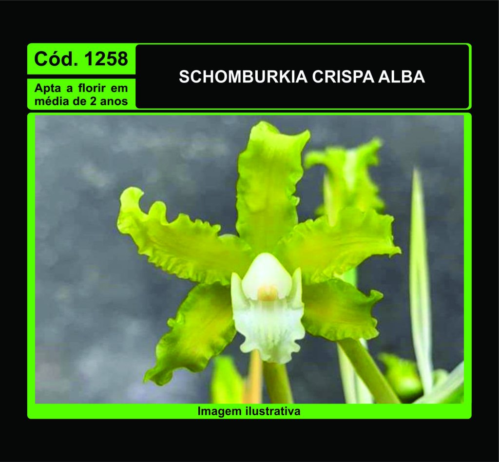 SCHOMBURGKIA CRISPA ALBA MUDA 1258
