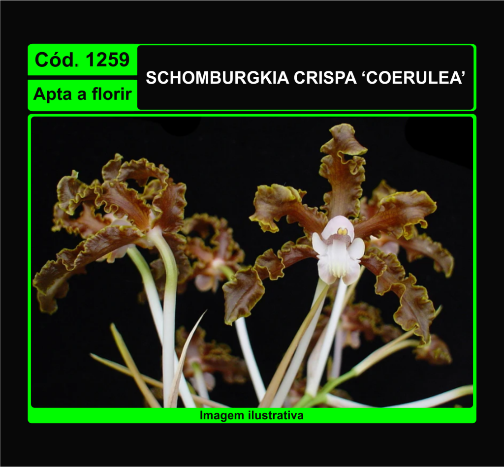 SCHOMBURGKIA CRISPA COERULEA 1259