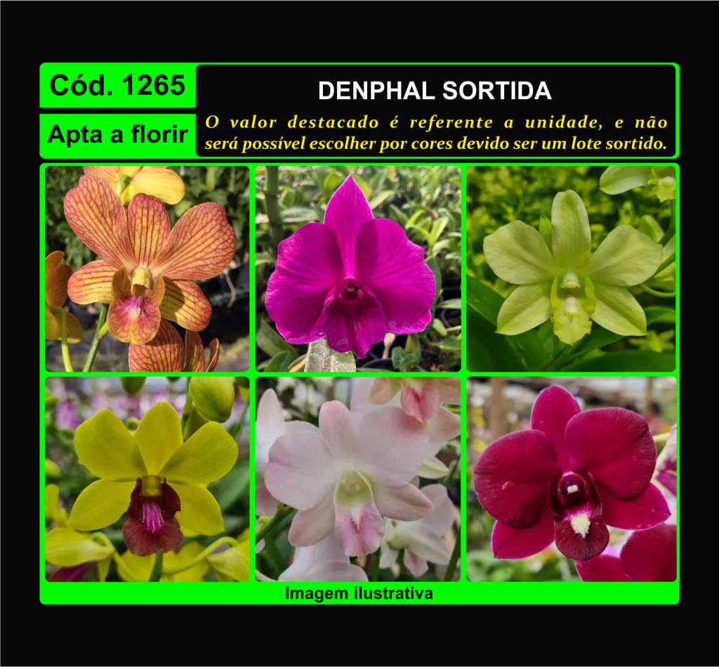 DENPHAL PROMO 1265