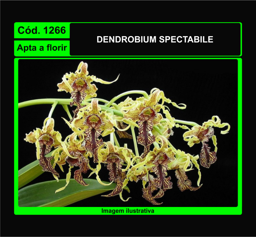 DENDROBIUM SPECTABILE 1266