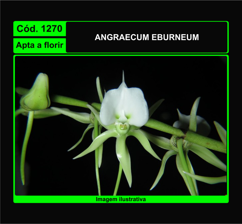 ANGRAECUM EBURNEUM 1270
