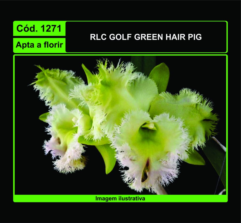 RLC GOLF GREEN HAIR PIG 1271