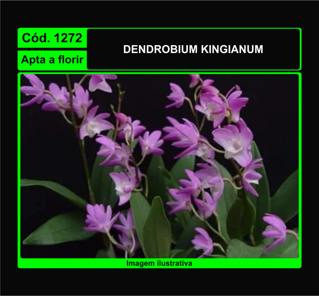 DENDROBIUM KINGIANUM 1272