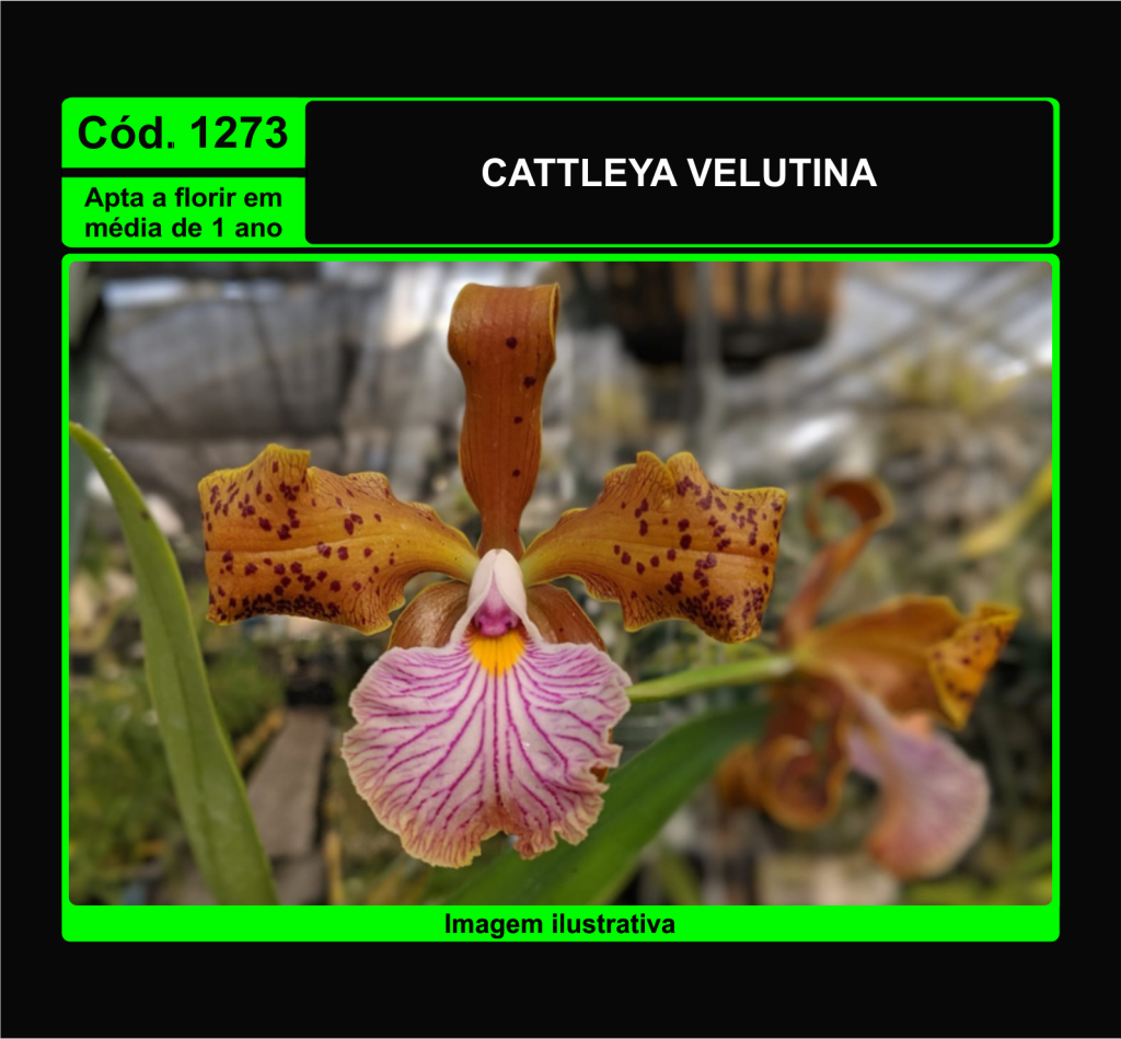 CATTLEYA VELUTINA PRÉ ADULTA 1273