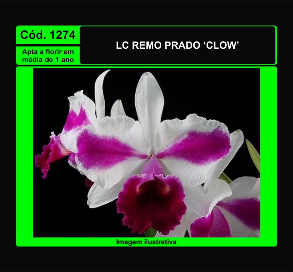 LC REMO PRADO CLOW PRÉ ADULTA 1274