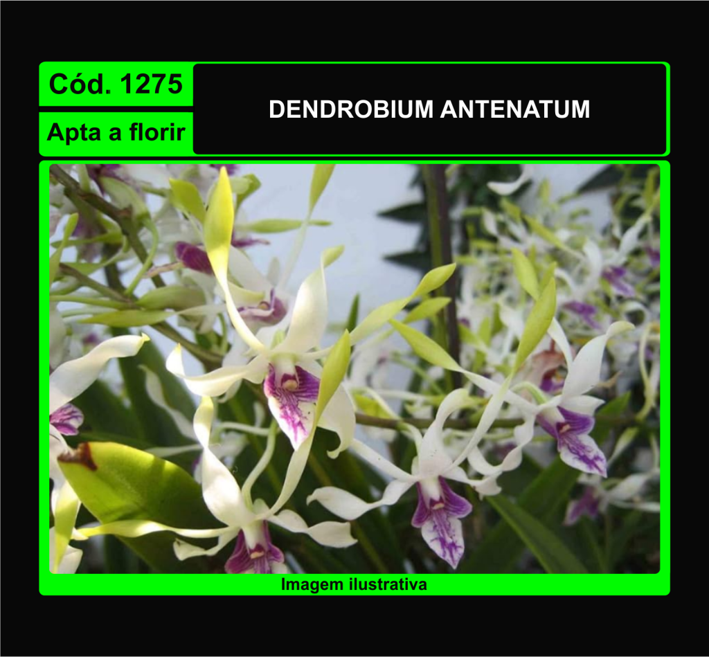DENDROBIUM ANTENATUM 1275