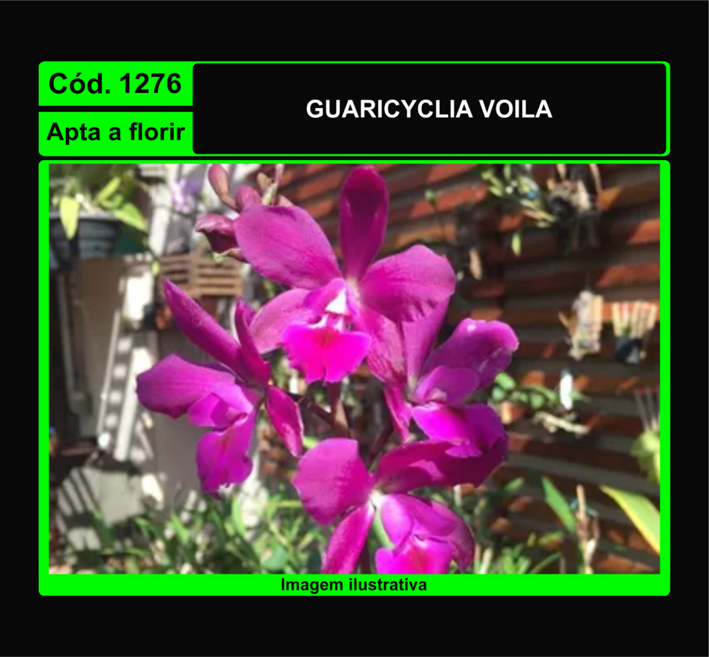 GUARICYCLIA VOILA 1276
