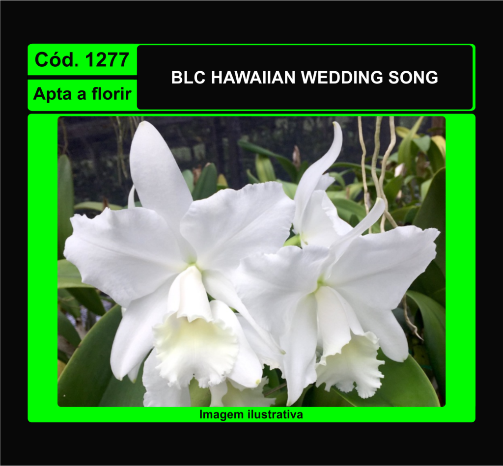 BLC HAWAIIAN WEDDING SONG 1277