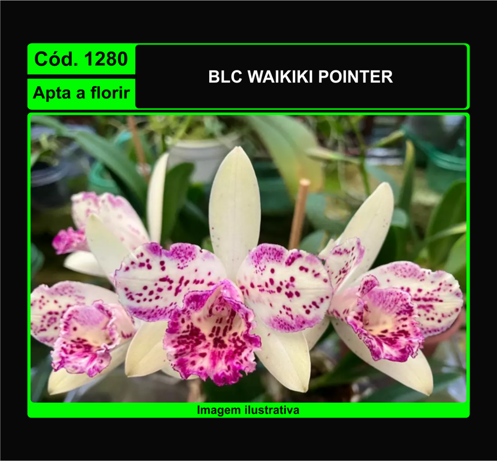 BLC WAIKIKI POINTER 1280