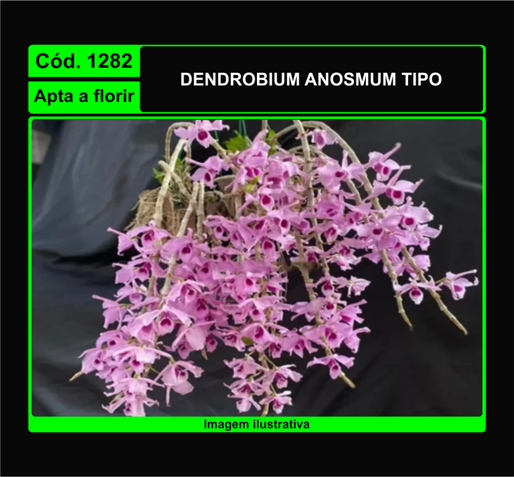 DENDROBIUM ANOSMUM TP 1282